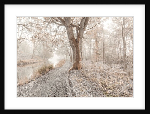 Misty forest by Assaf Frank